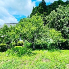 桃の木　引き取りお願いします。の画像