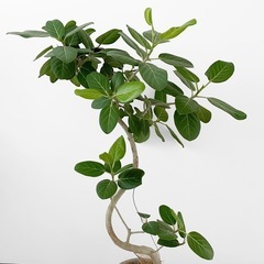 観葉植物 フィカス ベンガレンシスの画像