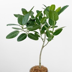 観葉植物 フィカス ベンガレンシスの画像