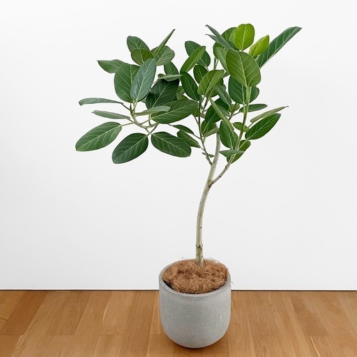 下川原焼き ねぷた運行セット