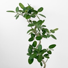 観葉植物 フィカス ベンガレンシスの画像