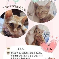 仔猫の里親さん　募集🐈