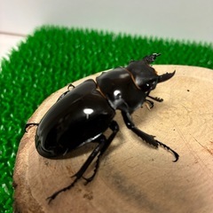 【成虫ペア】インターメディアツヤクワガタ　ペア　オス♂90mmオーバー メス♀50mmオーバー　①の画像
