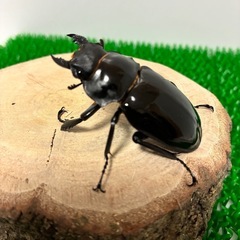 【成虫ペア】インターメディアツヤクワガタ　ペア　オス♂90mmオーバー メス♀50mmオーバー　①の画像