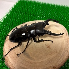 【成虫ペア】インターメディアツヤクワガタ　ペア　オス♂90mmオーバー メス♀50mmオーバー　①の画像