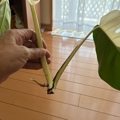モンステラホワイトタイガーボルシギアナ
の画像