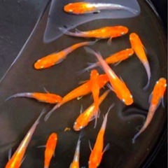 🌇特上SUPER三色.体外光ひかりラメ魚メダカ【２０匹+5針子＆幼魚】No20の画像