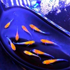 🌇特上SUPER三色.体外光ひかりラメ魚メダカ【２０匹+5針子＆幼魚】No20の画像