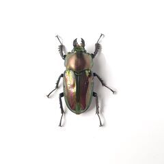 ニジイロクワガタ（♂１、♀２）②の画像