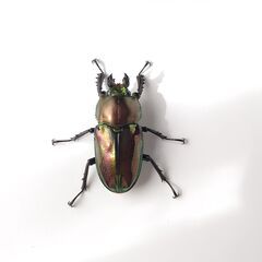 ニジイロクワガタ（♂１、♀２）②の画像