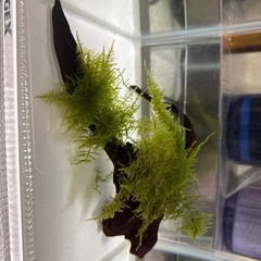 南米モス活着流木の画像