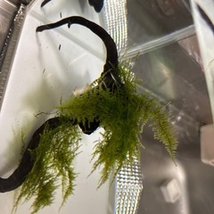 南米モス活着流木の画像