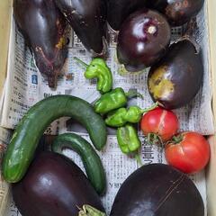 残念な野菜たち