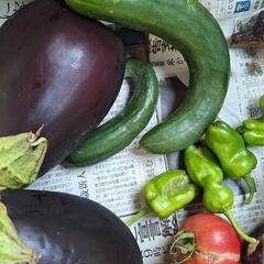 残念な野菜たちの画像