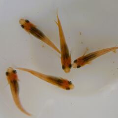 No.106【③三色錦メダカ　幼魚 10匹 200円】の画像
