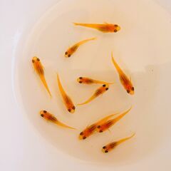 No.107【②スワロー楊貴妃メダカ　稚魚 10匹 200円】の画像