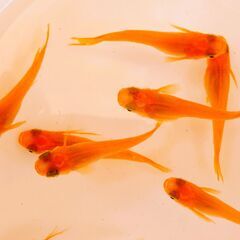 No.107【②スワロー楊貴妃メダカ　稚魚 10匹 200円】の画像
