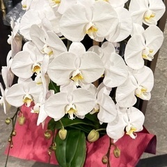 🌹お花配送🌹女性大歓迎！の画像