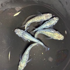 道中メダカ🌊8月感謝祭‼️メダカ各1000円の画像