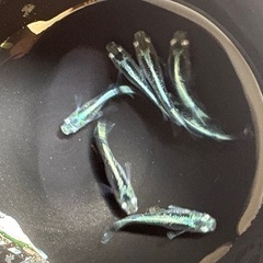 道中メダカ🌊8月感謝祭‼️メダカ各1000円の画像