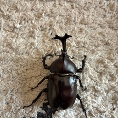 カブトムシの画像
