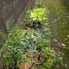 ミニ盆栽、盆栽で〜す🖐️の画像