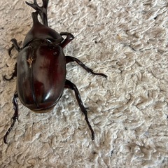 カブトムシの画像