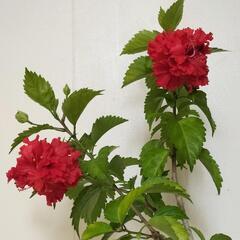 🌿ハイビスカス75cm八重/観葉植物🌿の画像