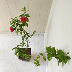 🌿ハイビスカス75cm八重/観葉植物🌿の画像