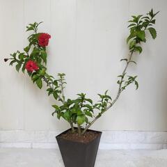 🌿ハイビスカス75cm八重/観葉植物🌿の画像