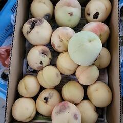赤磐市の桃②傷みありの画像