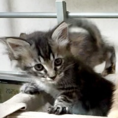 ふわふわ兄妹
