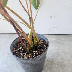 カラディウムの画像