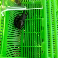 ノコギリクワガタセットの画像