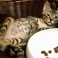 ゼットン　やんちゃな甘えん坊♂