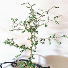 🌳無料 観葉植物🌳ポリシャス ソフォラ 2点セットの画像