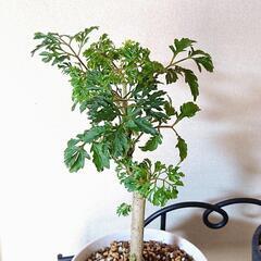 🌳無料 観葉植物🌳ポリシャス ソフォラ 2点セットの画像