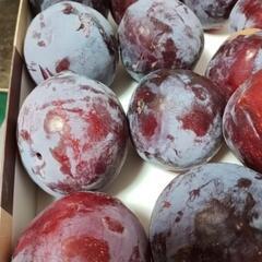 はねだし太陽　1.4kg　②の画像