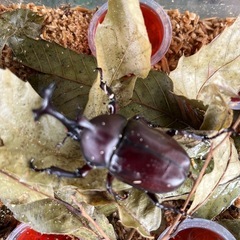 【無理】カブトムシの画像