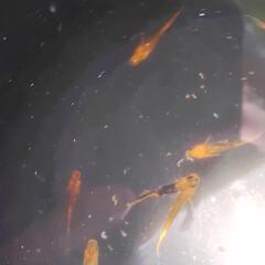 メダカ　龍章鳳姿　若魚　ビオトープ　屋外の画像