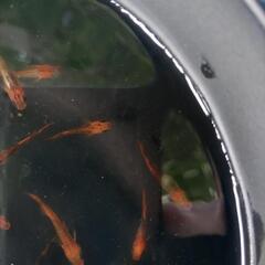 メダカ　龍章鳳姿　若魚　ビオトープ　屋外の画像