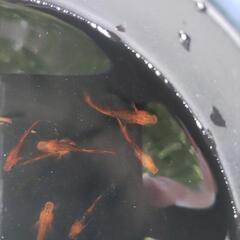 メダカ　龍章鳳姿　若魚　ビオトープ　屋外の画像