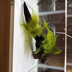 南米モス活着流木の画像