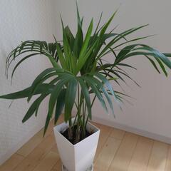 ケンチャヤシ　高さ100センチ　観葉植物の画像