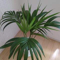 ケンチャヤシ　高さ100センチ　観葉植物の画像