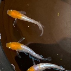 🐟メダカ🐟店頭販売の画像
