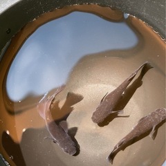 🐟メダカ🐟店頭販売の画像