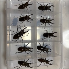 8/10迄 ミヤマクワガタ WD ♂︎︎♀ペア 宮城県産の画像
