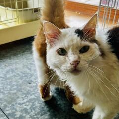 多頭飼育崩壊の現場から来た油淋鶏トリオのリンちゃん♂