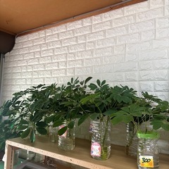 観葉植物カボックの画像